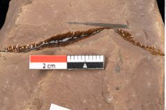 Foto (Detailsansicht) von Quercus palaeoilex Ettingshausen (NHMW-GEO-2024-0188-0833)